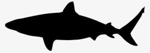 Shark