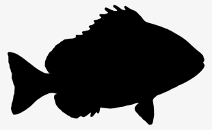 Fish Sheepshead The Silhouette Graphics Ve - Fish Silhouette Transparent Background