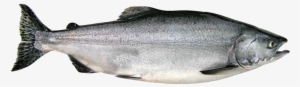 Fish Silhouette Images At Getdrawings - Pacific Salmon Png