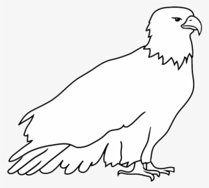 Resting Bald Eagle Drawing - Drawing