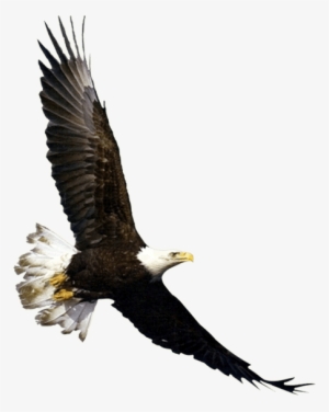 Flying Eagle Png