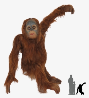 Real Monkey Png - Orangutan Png