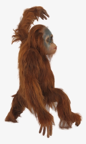 Baby Orangutan Png
