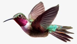Hummingbird Png Transparent Hd Photo - Hummingbird Png