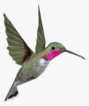 Hummingbird Png Background Image - Hummingbird Png