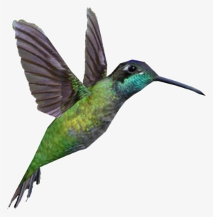 Magnificent Hummingbird - Rivoli's Hummingbird