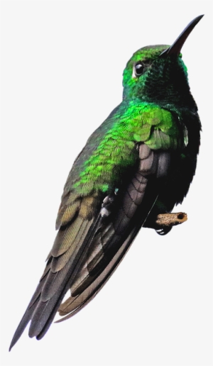 Peel N Stick Poster Of Hummingbird Green Nature Png - Beija Flor Verde Png