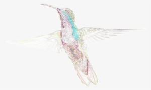 Do Your Part For Hummingbirds On National Hummingbird - Ruby-throated Hummingbird