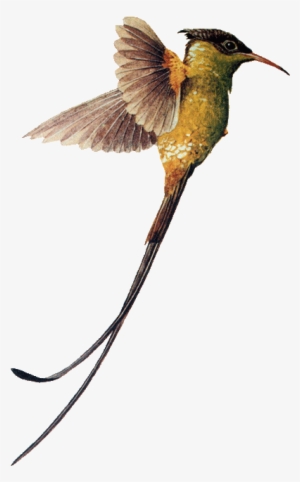 Hummingbird Download Png Image - Swallow Tailed Hummingbird Png