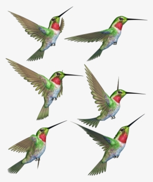 Hummingbird Png Transparent Image - Hummingbird