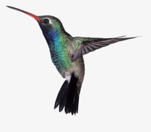 High Quality Raymond Bowman, Definition Hd - Hummingbird Bible Quote