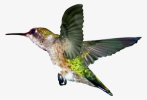 I Just Love The Hummingbird Campaign That Surprised - Ruby Throated Hummingbird