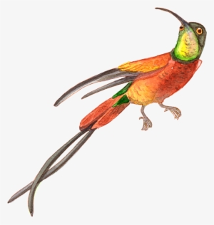 Watercolor Tropical Rainforest Hummingbird Red - Hummingbird Yellow And Red