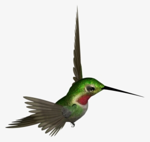 Hummingbird Png - Hummingbird Clipart