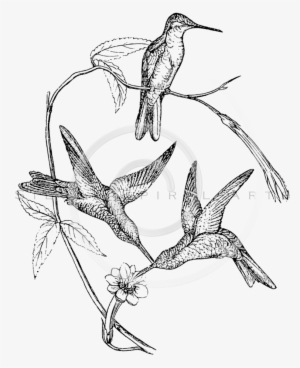 Hummingbird And Flower Drawing At Getdrawings