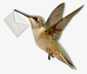 Hummingbird - Ruby-throated Hummingbird