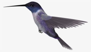 Hummingbird Png Picture - Bee Hummingbird Png