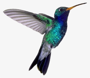Picture - Blue Hummingbird