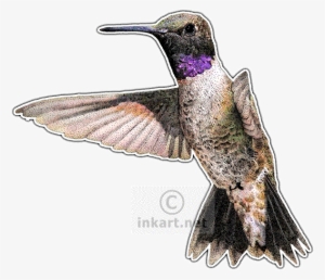 Black-chinned Hummingbird Decal - Hummingbirds Of North America Note Cards (pk