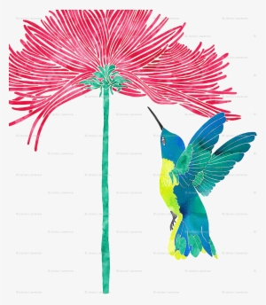 Hummingbird Png