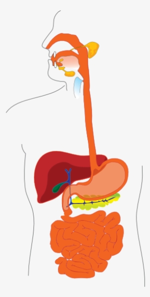 Digestive System Hi Woodinville Sport Spine Your Key - صورة اعضاء جسم الانسان