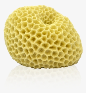 Coral Reef Png Download - Deep Blue - Brain Coral For Aquarium - 3" X 2.5" X