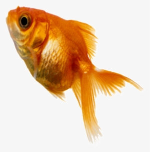 Aesthetically Beautiful Small Fish Static Png - 상명대 금붕어