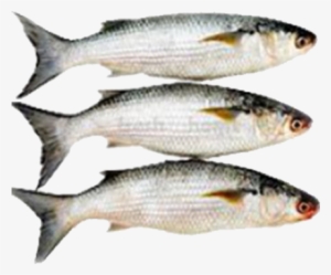 Parshe Fish - Small - Parshe Fish