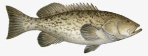 Grouper Fish