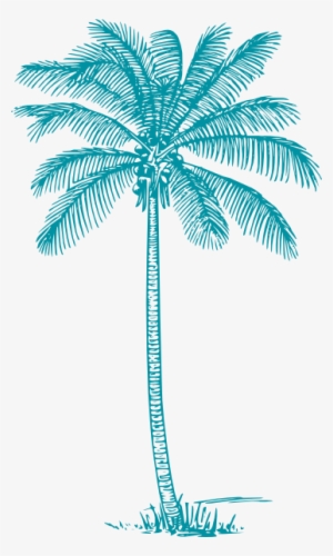 Small - Pencil Drawing Coconut Tree
