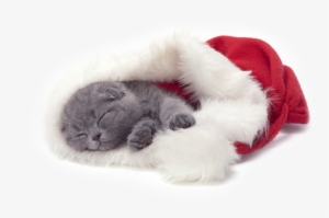 Tubes Christmas Cat Tubes Christmas Cat Tubes Christmas - Christmas Cat Png