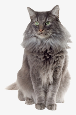 Why Choose A Norwegian Forest Cat To Be The Star Of - Norwegian Forest Cat Png