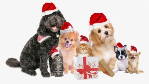 Christmas Dog & Cat - Havanese (bichon Havanais) Tricks Traini