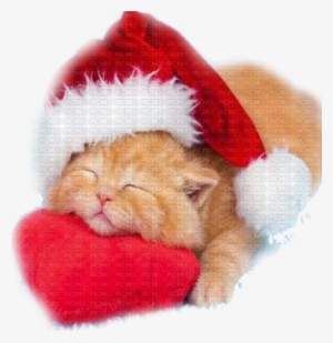 Christmas Cat - Cute Kitten With Christmas Hat