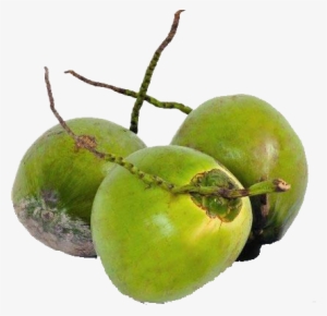 Tender Coconut Water Is A Natural Source Of Electrolytes, - Tender Coconut