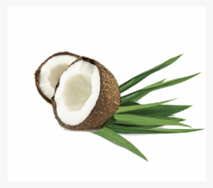 Pandan Coconut Png - Coconut Oil Moisturizing Cream With Vitamin E