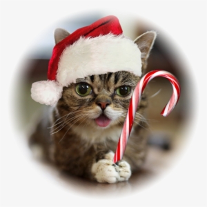 "i'll Be Next Door For Christmas" A Christmas Comedy - Lil Bub Christmas