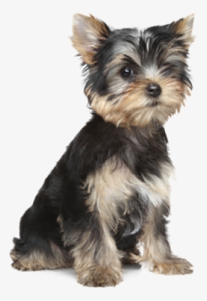 Product Benefits - Puppy Small