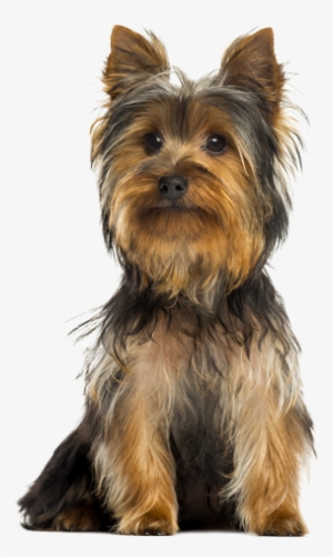 Product Benefits - Small Breed Dogs