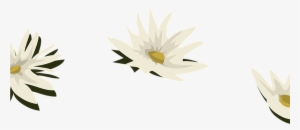 Water Lily White Flowers Free Vector Graphic On Pixabay - Pixabay