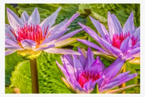 Purple Water Lilies