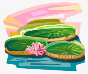 Vector Illustration Of Vitória Régia Water Lilies, - Vitoria Regia Vetor