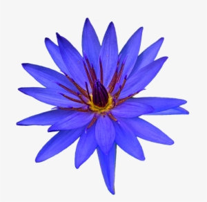 Bleed Area May Not Be Visible - Succulent Plant