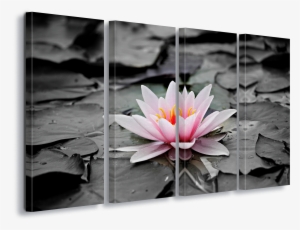 Water Lily Pink Canvas Amp Glass Wall Art - Flor Lotus Quadro