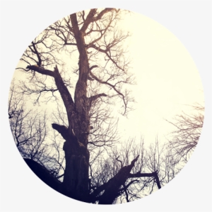 Dead-tree - Tree