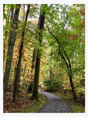 The Loss Of Leaves Is A Costly But Necessary Adaptation - Old-growth Forest