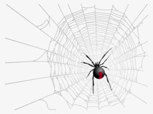 Halloween Transparent Net And Spider Picture - Halloween