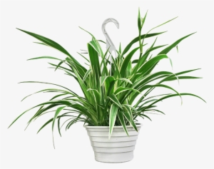 Spider Plant Hanging Basket - Chlorophytum Comosum