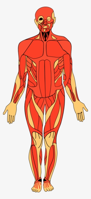 Transparent Anatomy Clipart