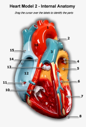 Internal Anatomy Heart2/heart2 Intanatomy - Portable Network Graphics